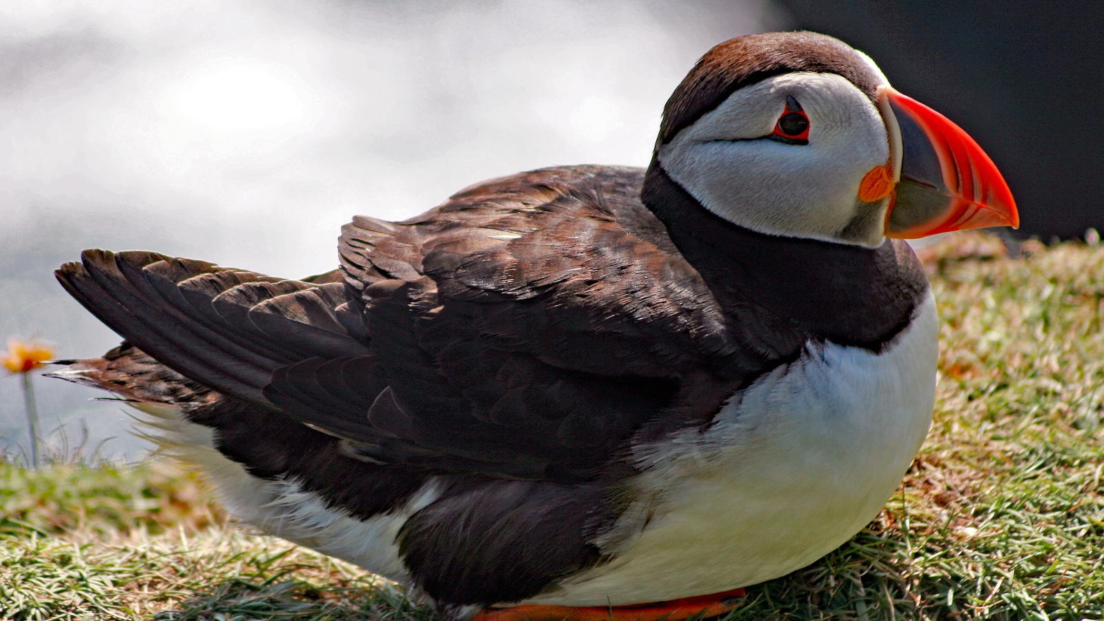 Puffin on Handa Island