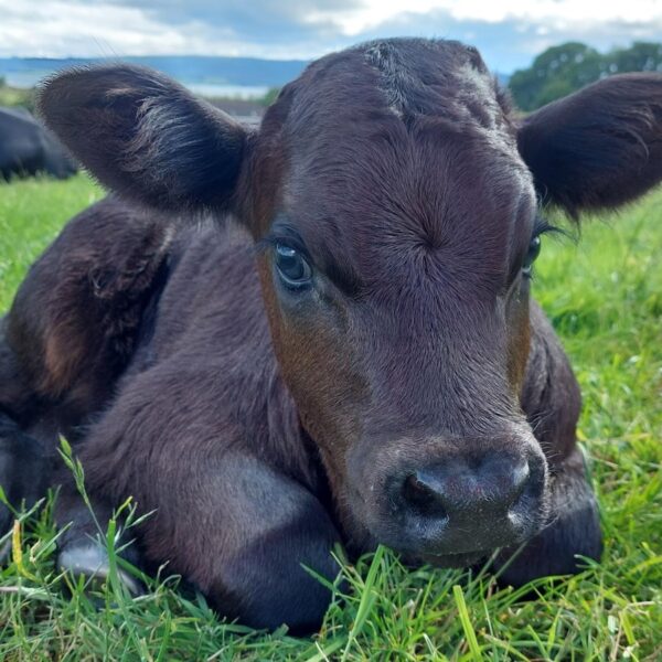 Calf at Davochfin Farm, Dornoch