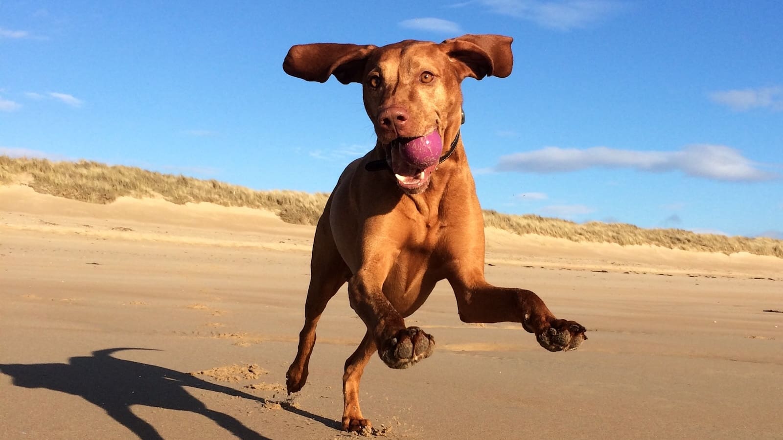 dog jumping with ball in mouth on sandy beach on sunny day 1600x900