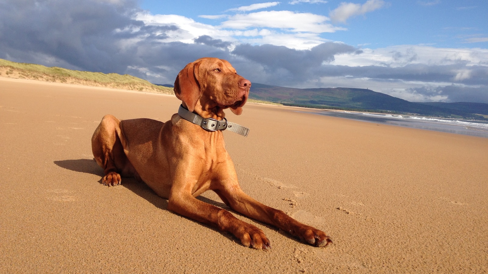 Vizsla dog lying on Embo beach, Sutherland