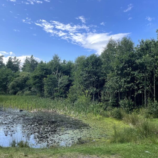 Pond at entrance to Skelbo Woods, Dornoch