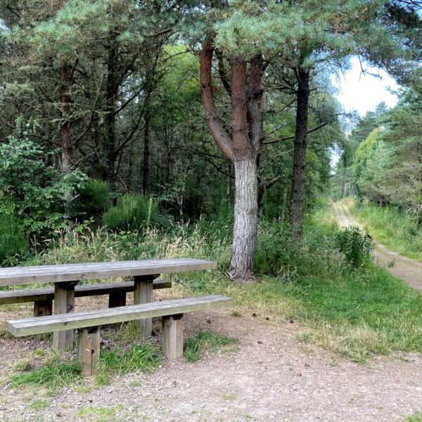 Picnic Bench in Camore Woods, Dornoch