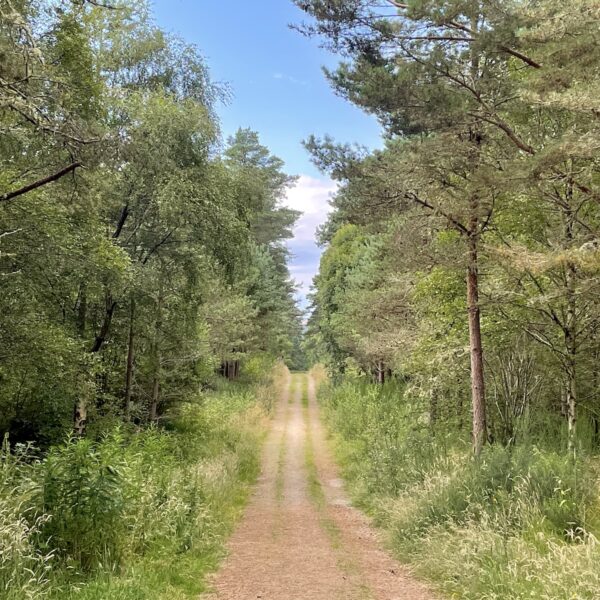 Forest track in Camore Woods, Dornoch