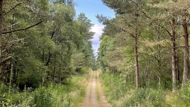 Camore Woods Cycling Route