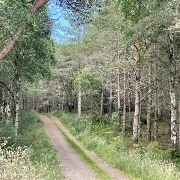 Path in Camore Woods, Dornoch