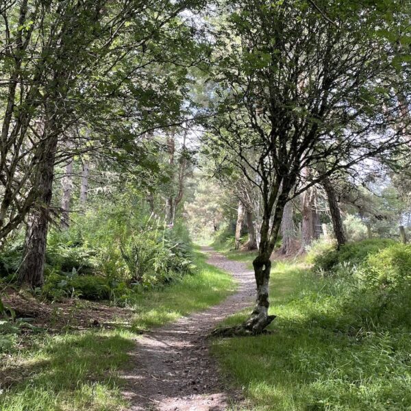 Path through trees from Tain Hill car park up to Pilmgrim's rock