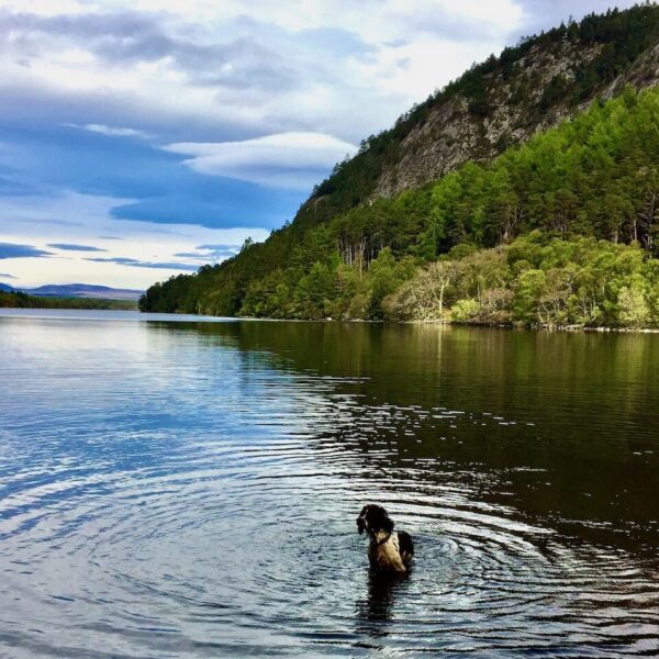 Dog in Loch Migdale