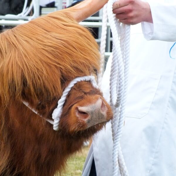 Highland Cow at Sutherland Show