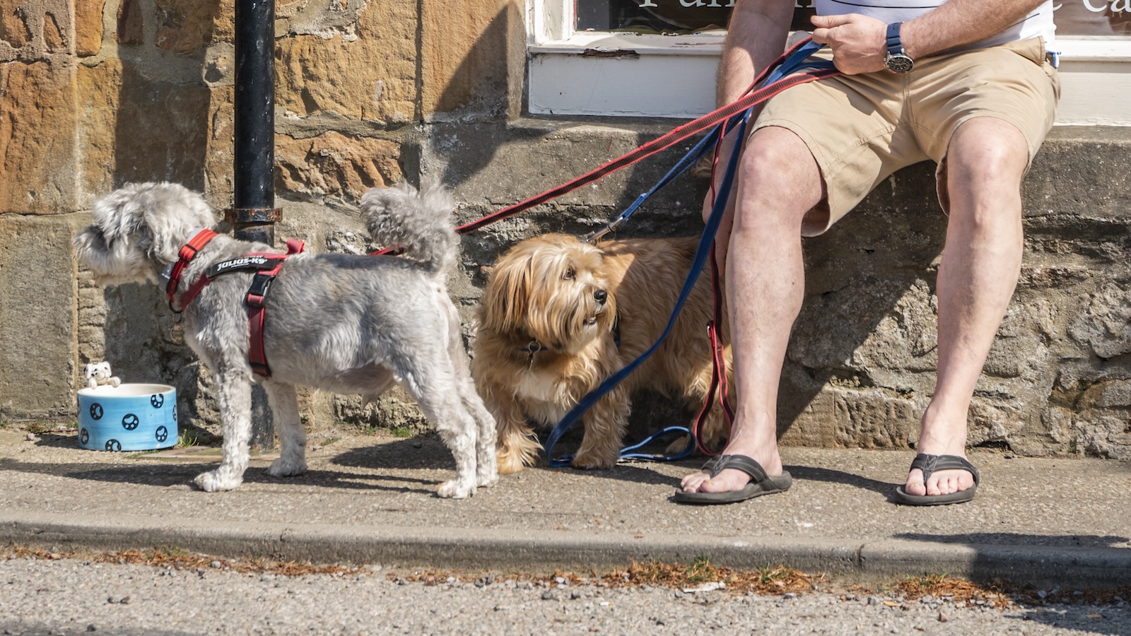 Two dogs on pavement in Dornoch