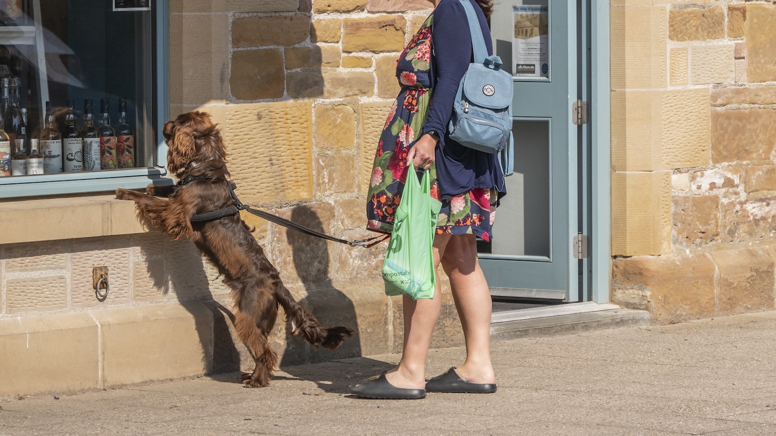 Dog looking in window of Dornoch Stores shop, Dornoch