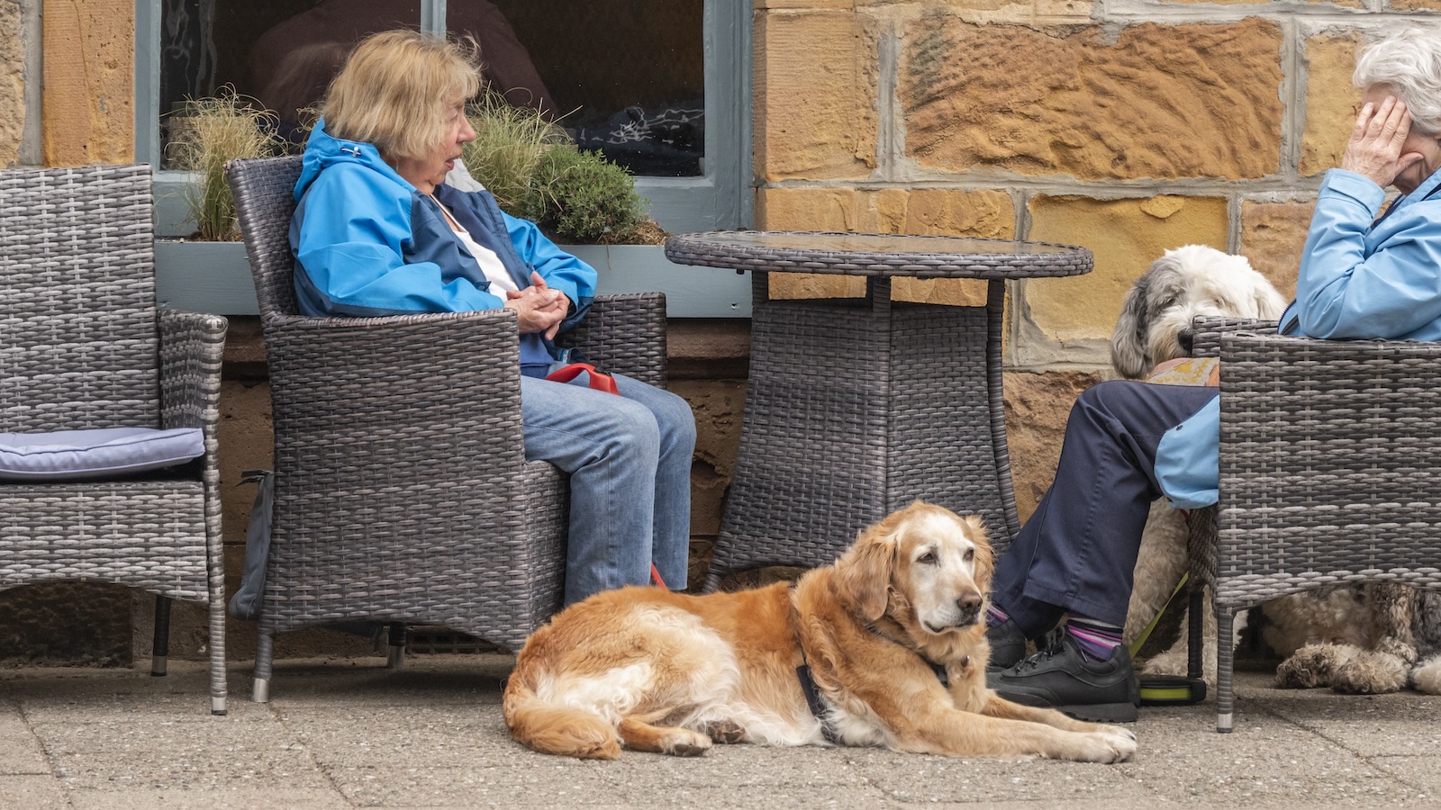 Golden retriever lying on pavement outside Luigi cafe, Dornoch