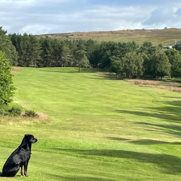 Dog on fairway Ardgay Bonar Bridge golf course