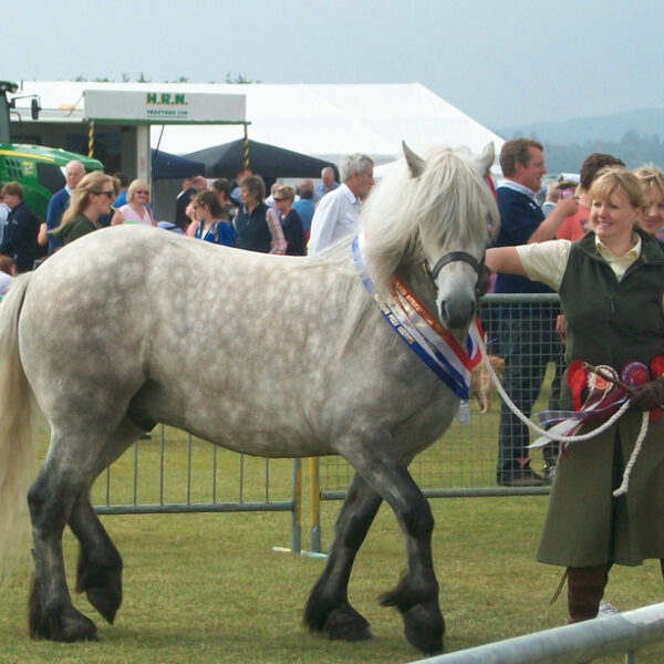 Highland Pony at Sutherland Show