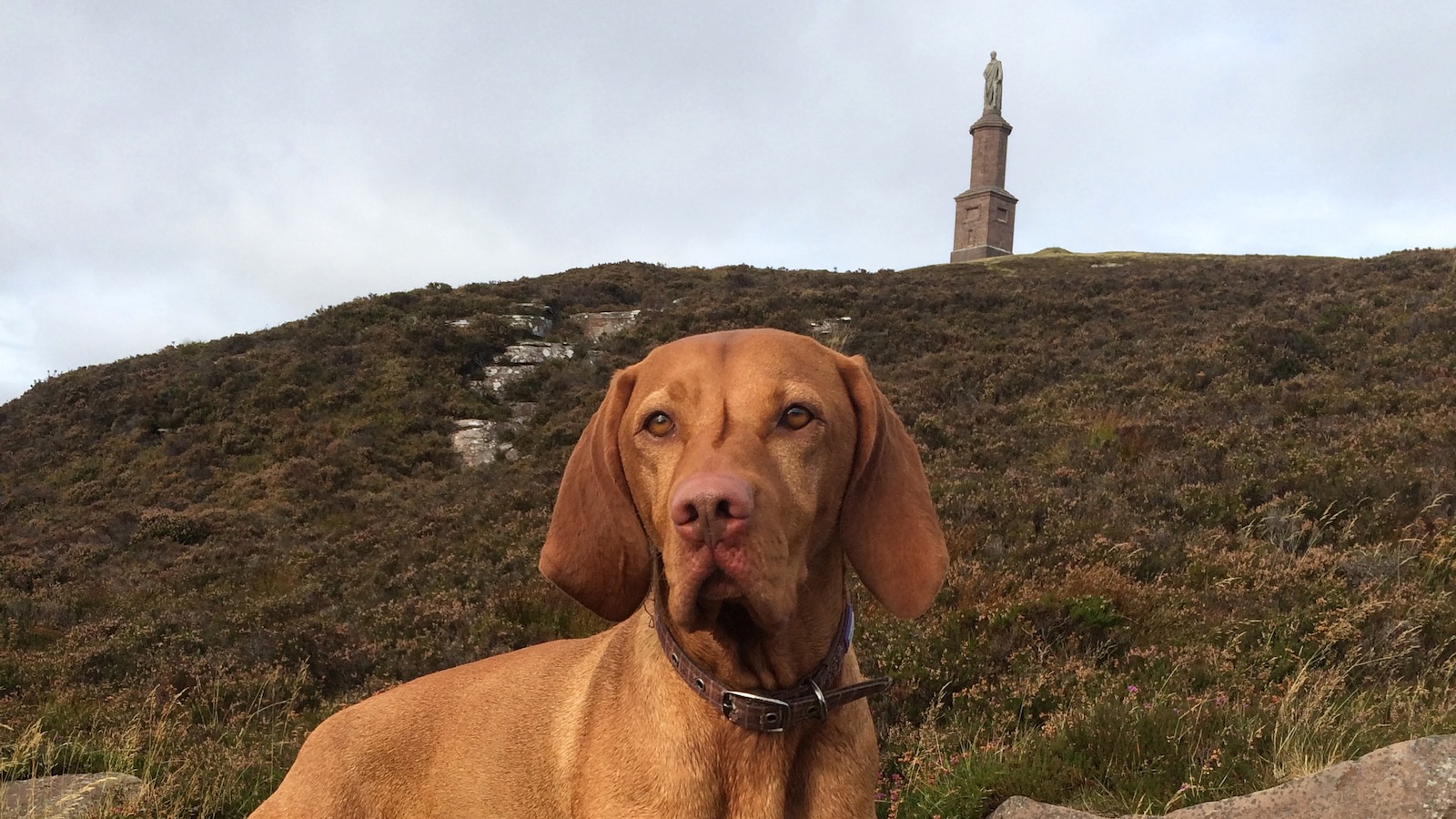 Vizsla dog on Ben Bhraggie hill, Golspie