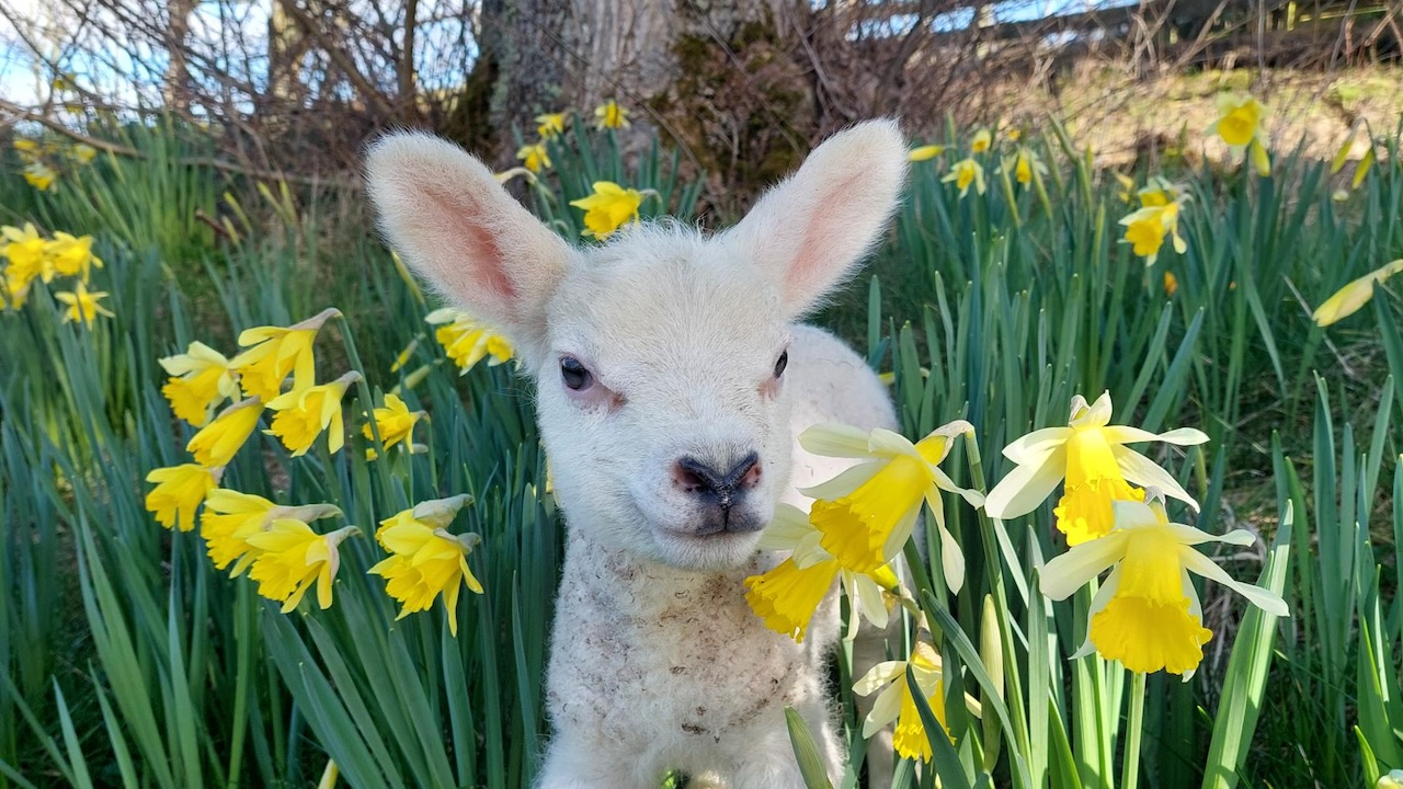 Lamb in daffodils, Davochfin Farm Dornohc