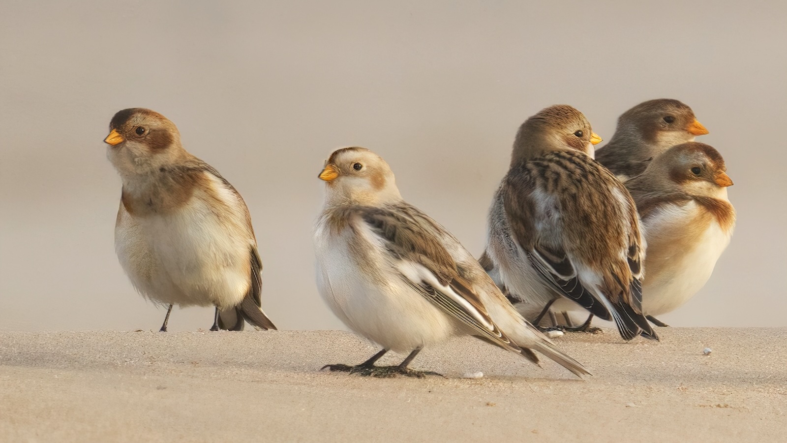 Snow buntings at Dornoch Point SSSI